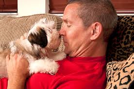 760+ Red Shih Tzu Stock Photos, Pictures & Royalty-Free Images