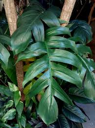 Image result for Epipremnum en casa