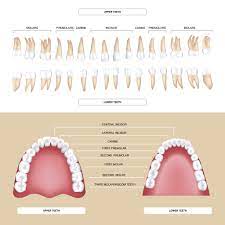 The Different Types Of Teeth Summit Dental Health