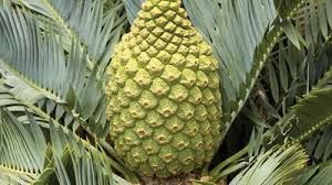 Image result for Macrozamia communis