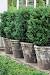 Low Maintenance Evergreen Plants For Pots