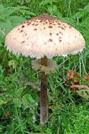 20 Champignons Comestibles La Liste Complete Pour Les Identifier En 2020 Champignon Comestible Photos De Champignons Champignon