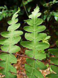 Image result for Histiopteris