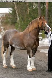 Cathael Idris 13 Wd Beautiful Horses Welsh Pony Pretty Horses