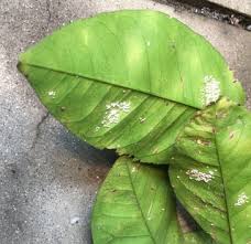 八朔の葉っぱに付いている卵 庭に植えてある八朔の葉っぱの裏側 Yahoo 知恵袋