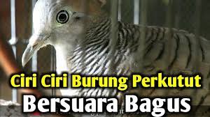 Ciri Ciri Burung Perkutut Bersuara Bagus1 Youtube
