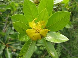 Image result for Hugonia