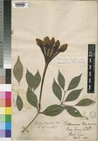 Image result for Rothmannia longiflora
