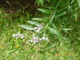 Image result for Aloysia citrodora