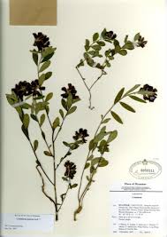 Image result for Microstegium fasciculatum