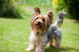 San bernardino county, beaumont, ca id: Yorkshire Terrier Steckbrief Charakter Wesen Und Haltung