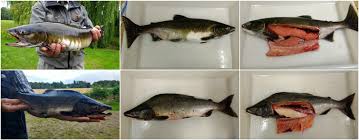 All fisk dør etter gyting. Pukkellaks I Danmark Fiskepleje Dk