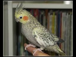 Whistle Training Cat Call Lol Cockatiel Parrot Pet Birds