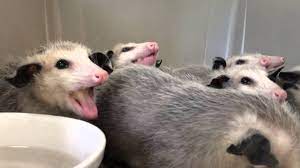 Opossums Enjoying Bananashttps Http Www Youtube Com Watch V Brivtebalka Opossum Cuddly Animals Baby Possum