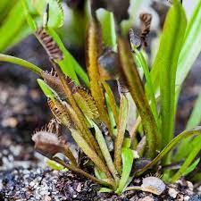 The traps are covered inside by tiny hairs and a sticky sweet smelling substance attractive to insects. Pest Control The Carnivore Girl