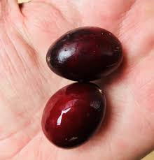 Image result for Manilkara kauki