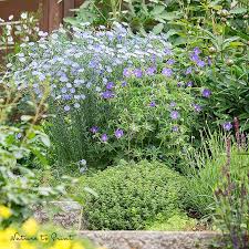 Pflanzen Fur Senioren Wachsen Und Bluhen Der Reihe Nach Entlang Der Gartentreppe Lavendel Pflanzen Pflanzen Lavendel Pflanze