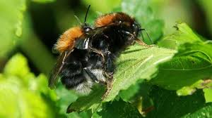 Carpenter bees actually bore holes into wood and in fact. Tree Bumblebee Bombus Hypnorum Woodland Trust