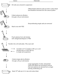 Animal cell culture is one of the important tool of biotechnology as it has not only been used for the isolation and propagation of different viruses but recently it is being used for several advance studies in biotechnology, such as, the expression of different cloned genes, regulation of gene function. Optimized Mouse Es Cell Culture System By Suspension Growth In A Fully Defined Medium Nature Protocols
