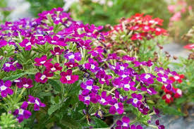 Check spelling or type a new query. 10 Best Flowers For Window Boxes In Shade Plants For Planters Window Box Flowers Shade Flowers