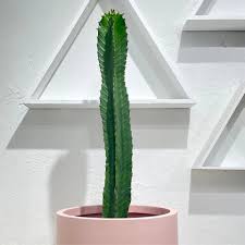 Image result for Euphorbia ingens