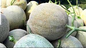 We did not find results for: Rock Melon Malaysia Posts Facebook