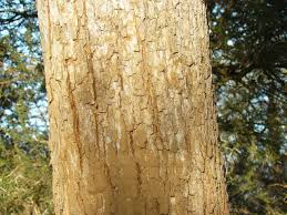 Image result for Philenoptera