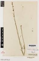 Image result for Aspidoglossum biflorum