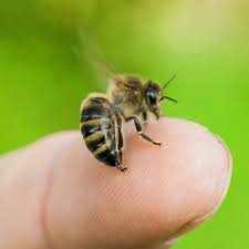 Bumble bees are keystone pollinators in the ecosystem. Why Do Honey Bees Sting