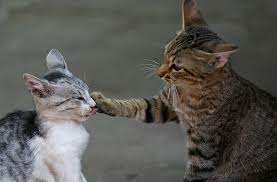 Arti mimpi melihat kucing — detiklife.com. Arti Sebenarnya Mimpi Melihat Kucing Berantem Menurut Islam