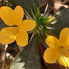 Image result for Barleria superata