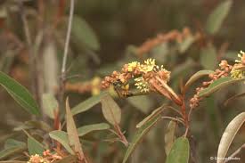 Image result for Croton gratissimus