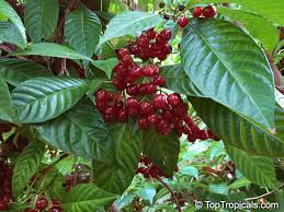 Image result for Psychotria vogeliana