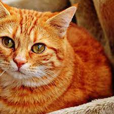 Kucing yang memiliki keshatan tubuh yang baik, serta bulu yang bersih dan halus merupakan salah satu hal yang di inginkan oleh pemiliknya, apalagi namun memang untuk menjaga kesehatan bulu kucing butuh perawatan yang rutin dan cara yang tepat untuk dilakukan, sehingga penampilan bulu. 10 Cara Melebatkan Bulu Kucing Bersih Dan Sehat Hot Liputan6 Com