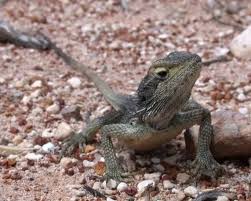 Image result for Pogonarthria