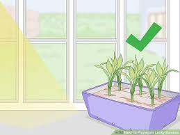 How To Propagate Lucky Bamboo Lucky Bamboo Propagate Lucky Bamboo How To Propagate Lucky Bamboo