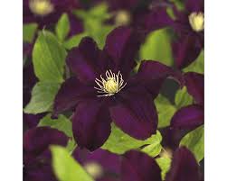 Informacje o clematis warszawska nike (wielkokwiatowy) poj. Grossblumige Waldrebe Floraself Clematis Hybride Warszawska Nike H 50 70 Cm Co 2 3 L Bei Hornbach Kaufen