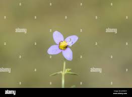 Image result for Exacum oldenlandioides