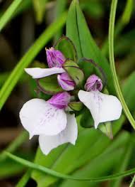 Image result for Brachycorythis