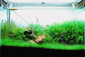 ザリガニ ウム 飼育日記ブログ タイニムファ急成長 ついでにあれも急成長