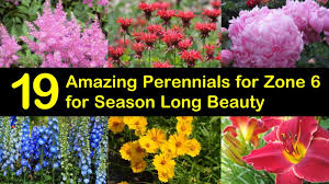 Most of the cut flowers last for a week's time if proper care is given. 19 Amazing Perennials For Zone 6 For Season Long Beauty