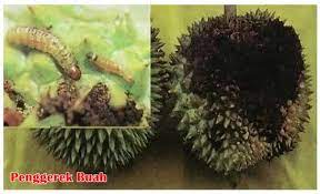 Durian musang king sudah tidak perlu diperkenalkan lagi di kalangan rakyat di malaysia. Mengenal 11 Hama Penyakit Pada Tanaman Durian Yang Paling Berbahaya Dan Cara Penanggulangannya Rawabibit Com