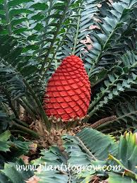 Image result for Encephalartos ferox
