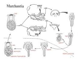 Maybe you would like to learn more about one of these? Marchantia Life Cycle Youtube