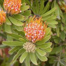 Leucospermum Wikiwand Garden Plants Design Flora Flowers Australian Wildflowers