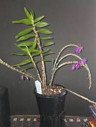 Image result for Ceropegia rendallii