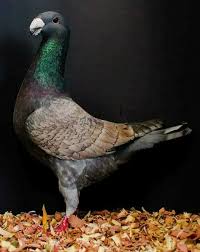 Sabri Bey Adli Kullanicinin Posta Guvercini Racing Pigeon Panosundaki Pin