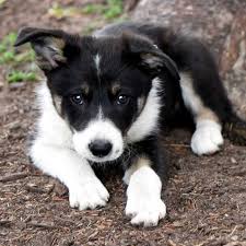 Puppies are being raised within our family country home, well socialised, used to child. Border Collie Puppies For Sale In Ohio Petswall