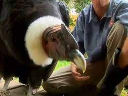 Steller's sea eagle (haliaeetus pelagicus). Revisit The Worlds Biggest Flying Bird The Andean Condor Youtube