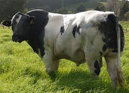 Belgian blue is on line for the new standards. Belgian Blues By Woodleigh Award Winning Cattle Breeders Woodleigh Cattle Are Sold With A Guarantee Of Satisfaction